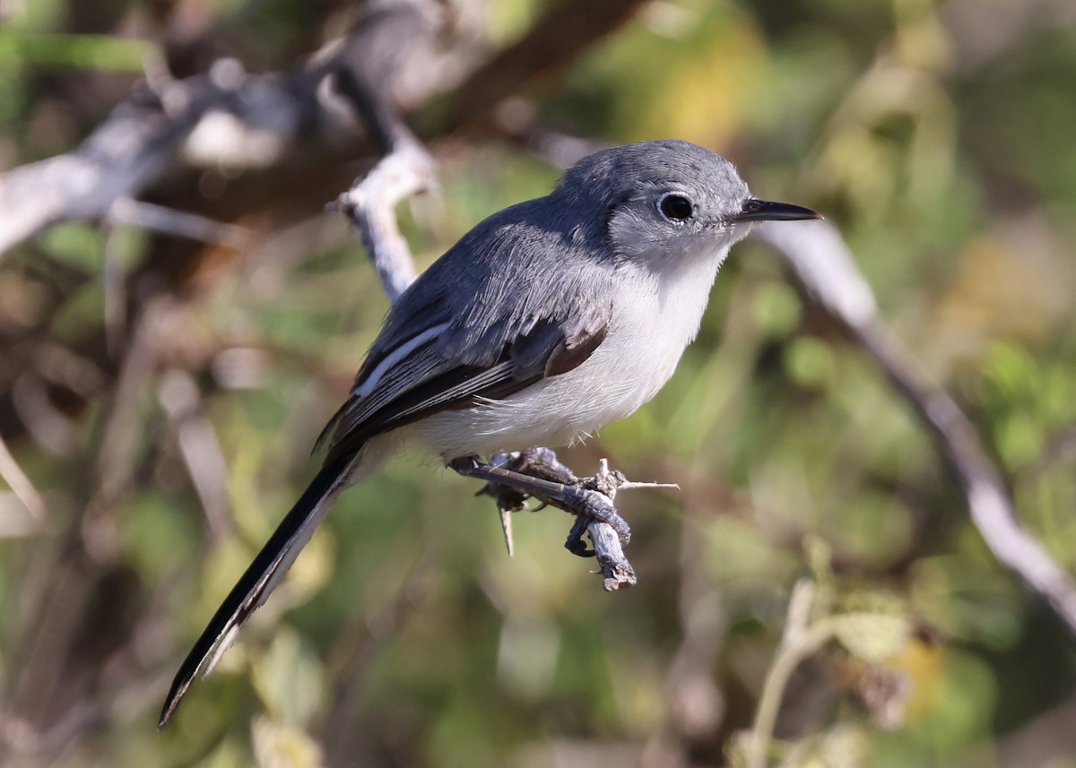 Cuban Gnatcatcher - ML623151738