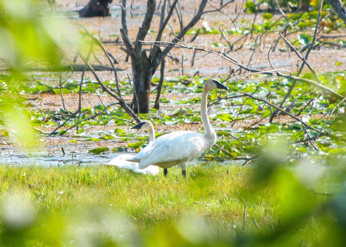 Cygne trompette - ML623151773