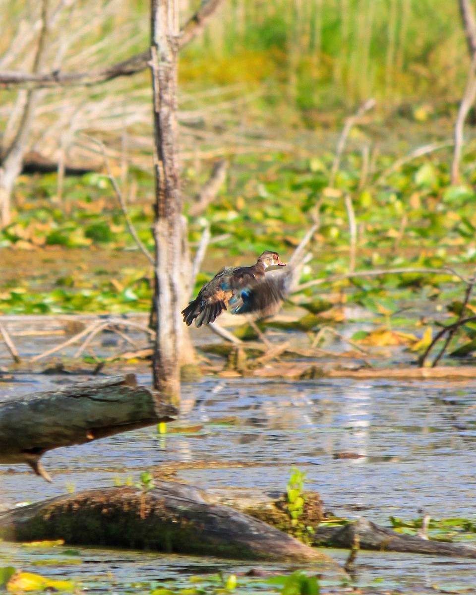 Wood Duck - Brooke McClellan