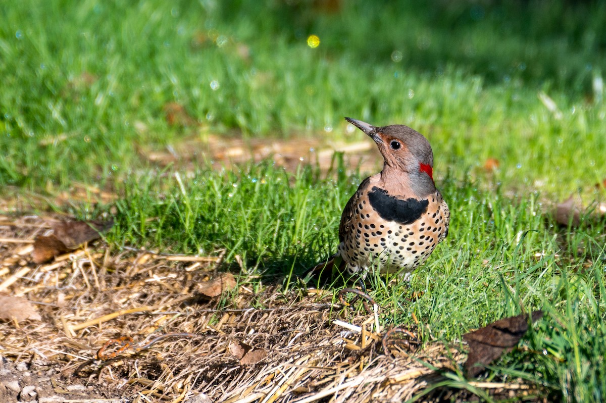 Northern Flicker - ML623151786