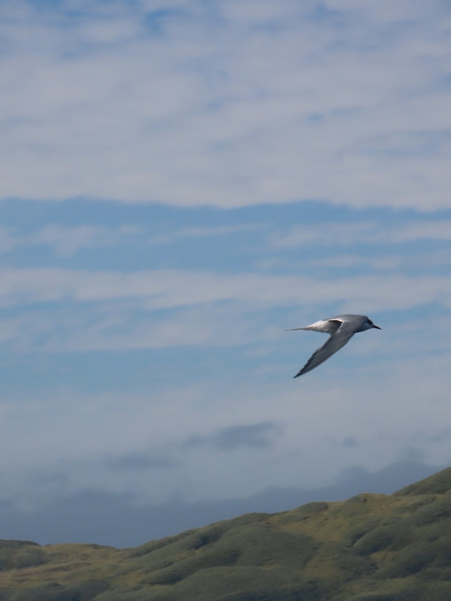 Antarctic Tern (South Georgia) - ML623151787