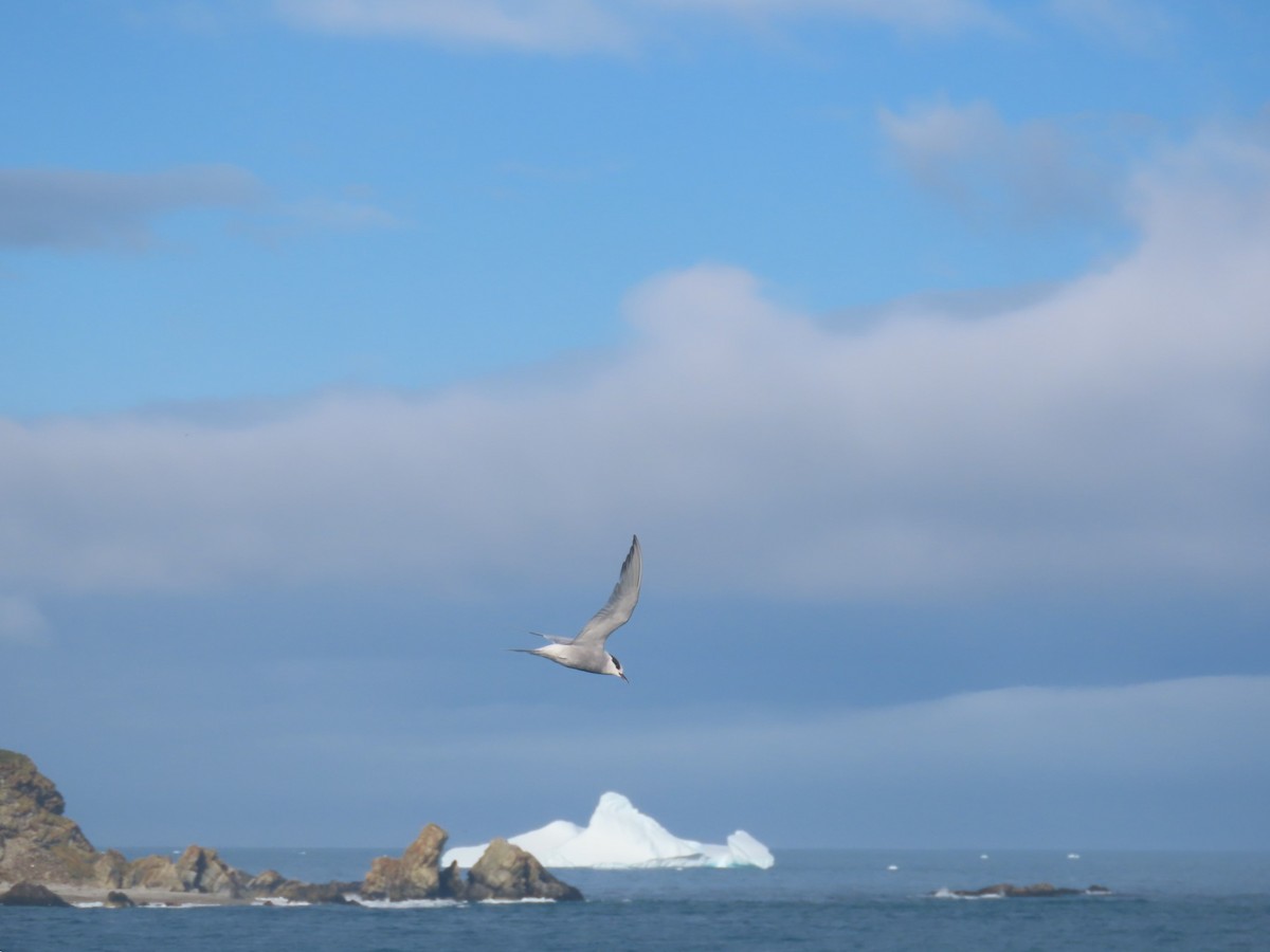 Antarctic Tern (South Georgia) - ML623151802