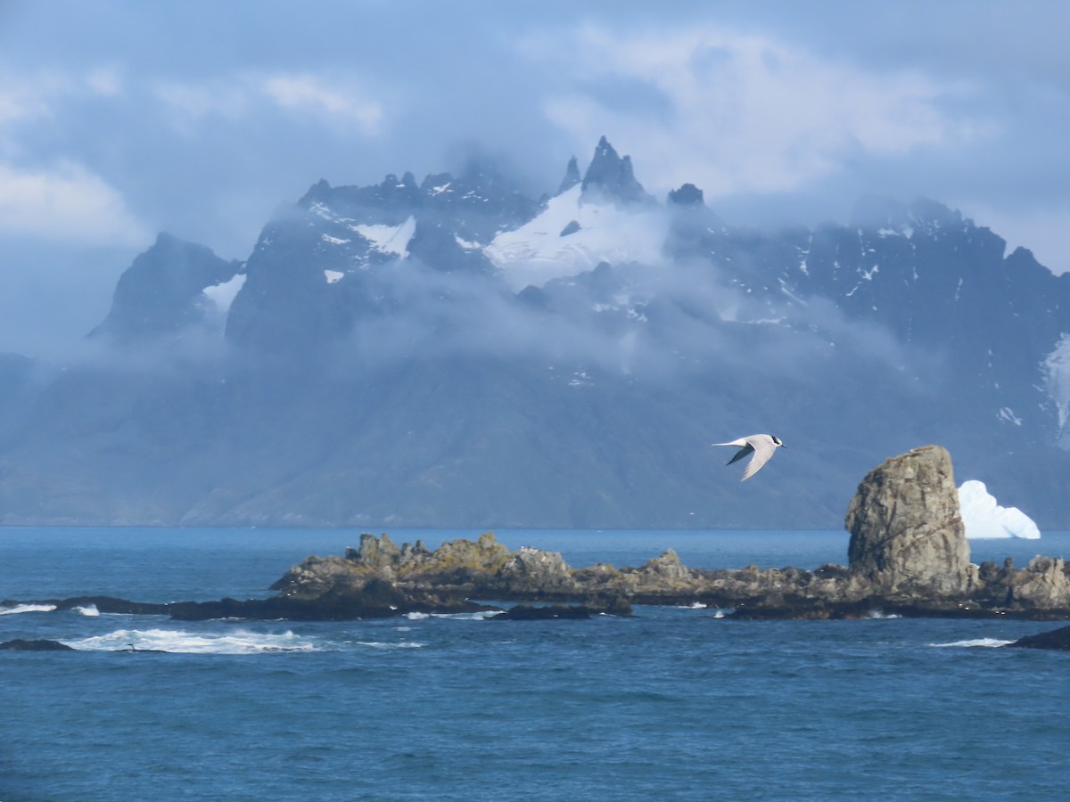 Antarctic Tern (South Georgia) - ML623151826