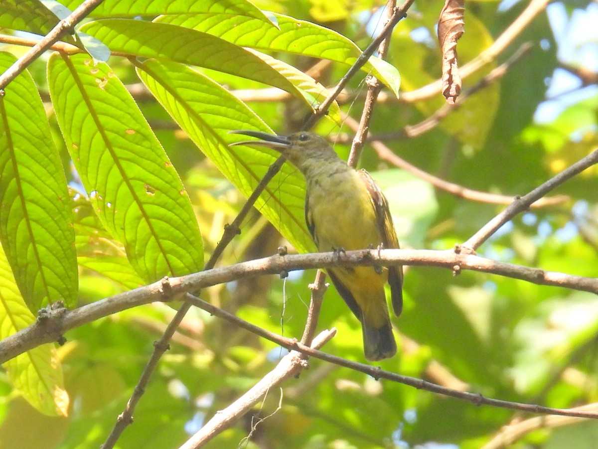 Thick-billed Spiderhunter - ML623151829