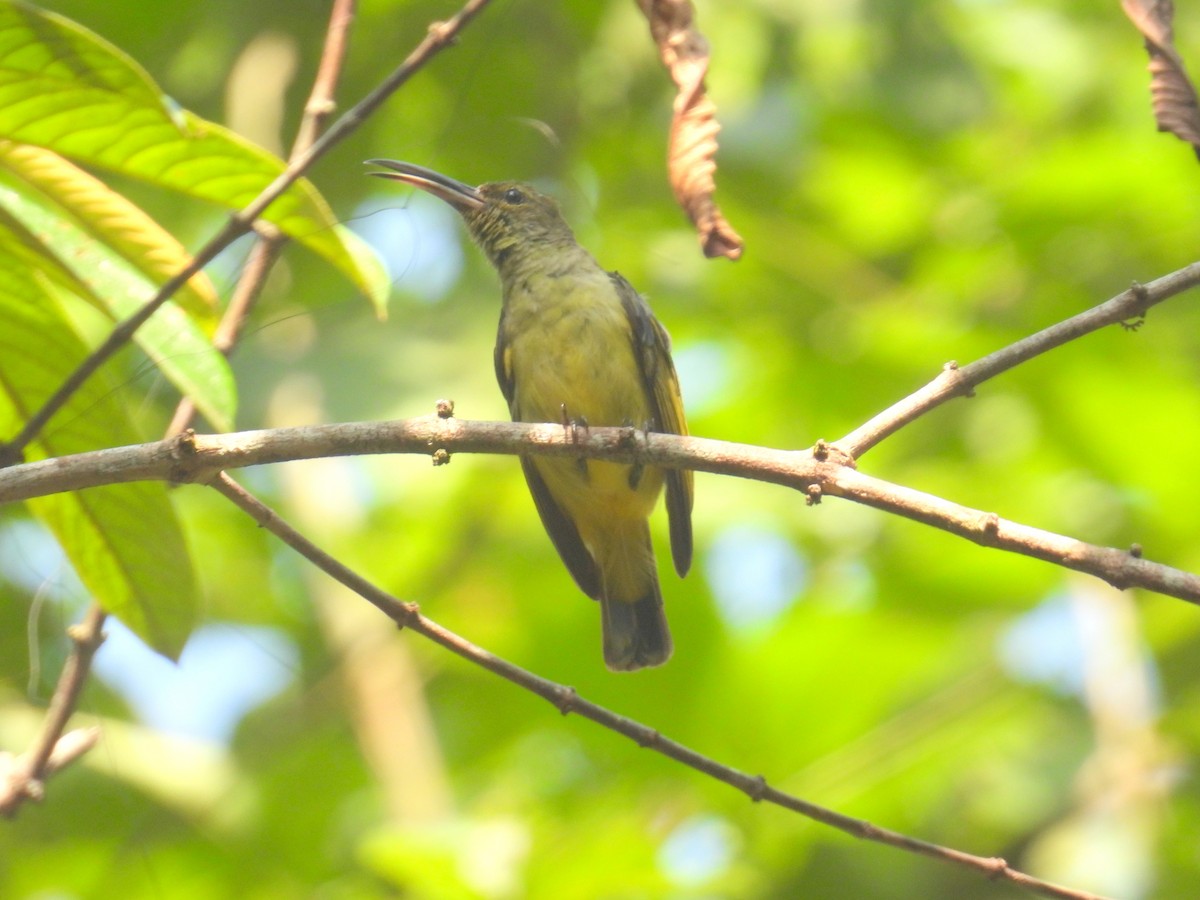 Thick-billed Spiderhunter - ML623151830