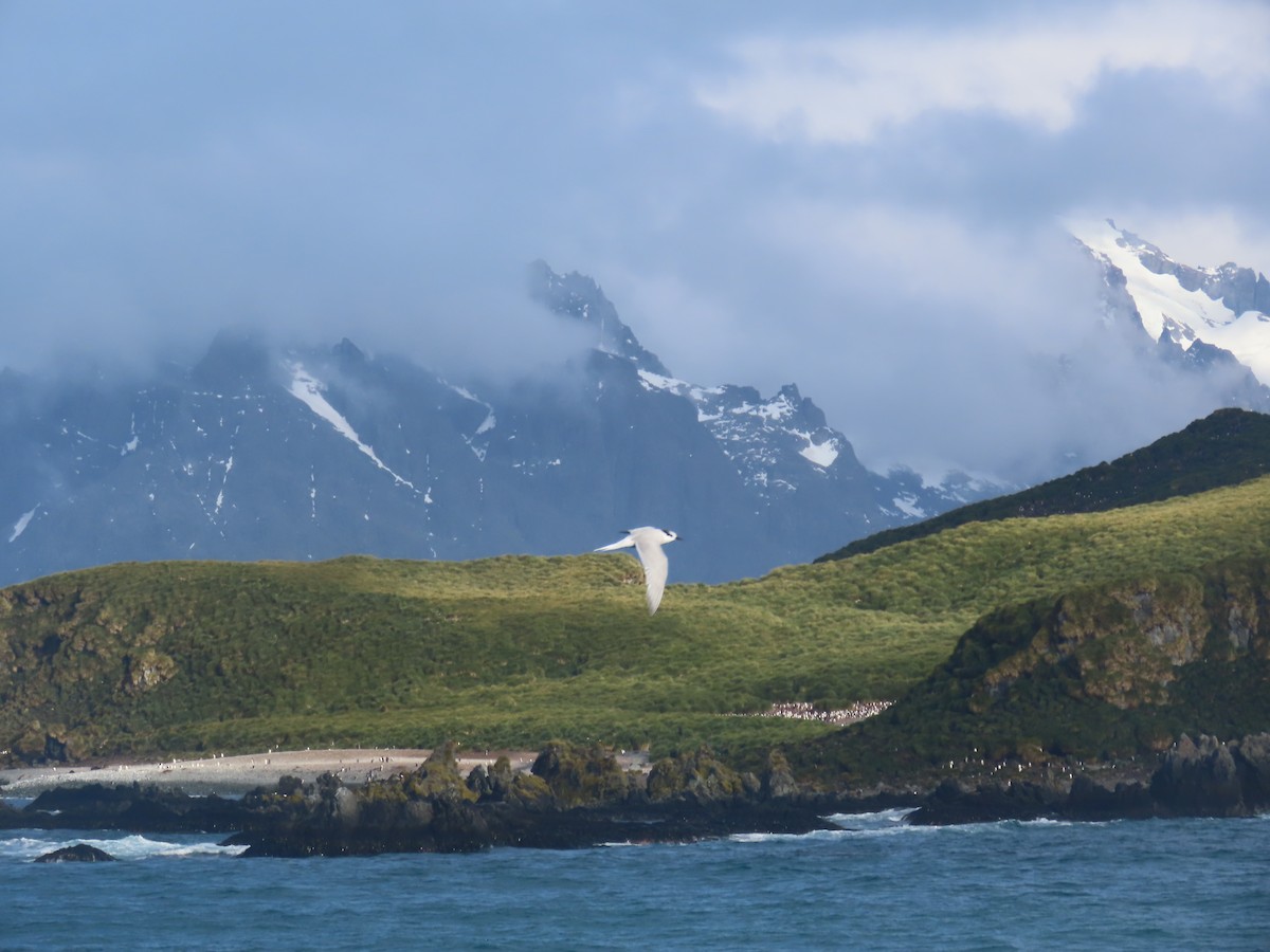 Antarctic Tern (South Georgia) - ML623151844