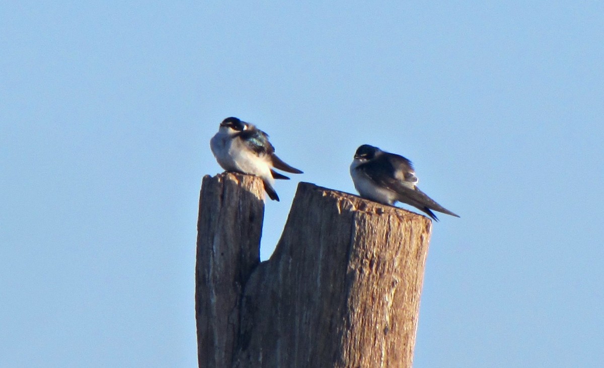 White-rumped Swallow - ML623151877