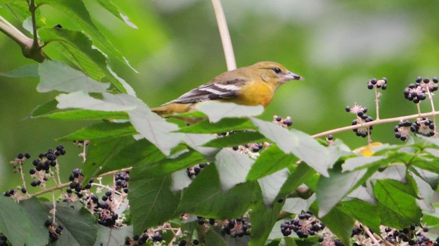 Baltimore Oriole - ML623151878