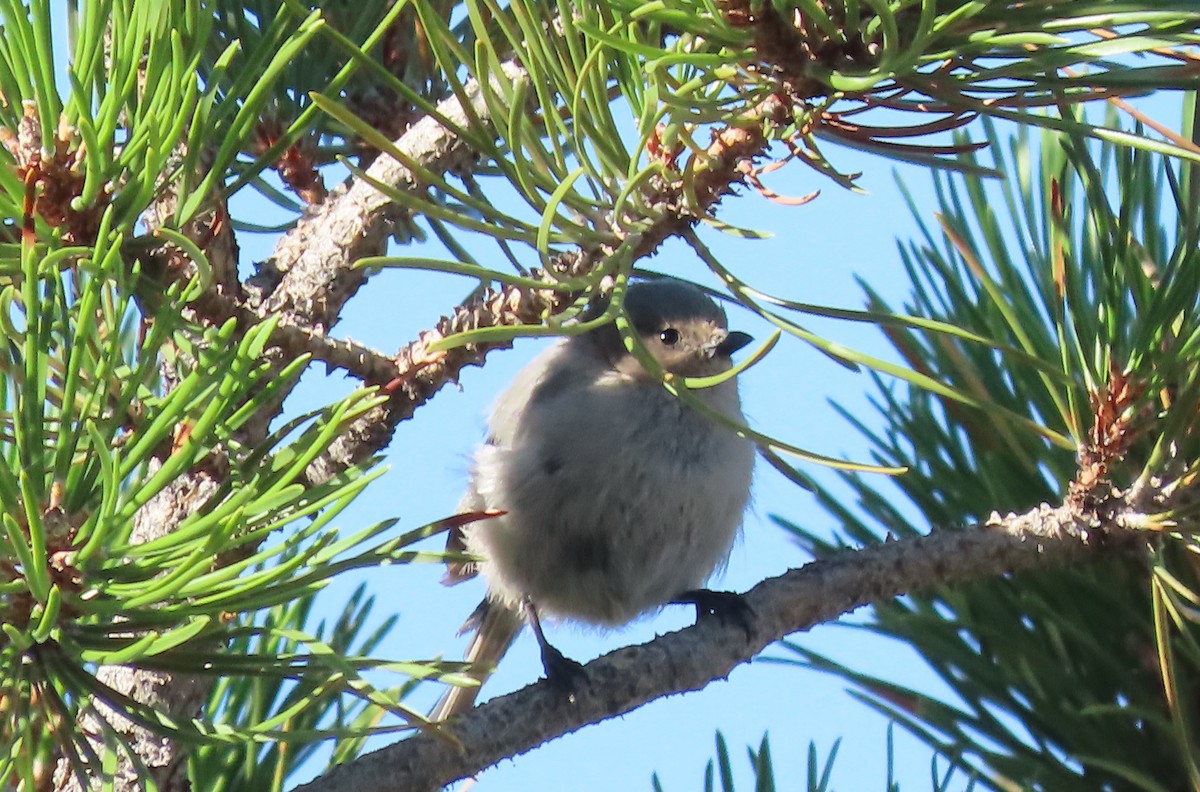 ヤブガラ - ML623151884