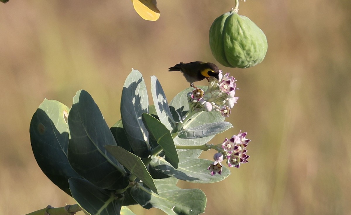 Cuban Grassquit - ML623151912