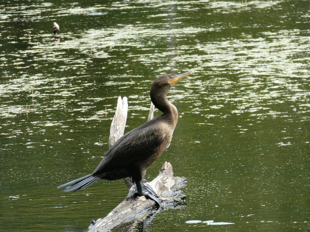 Cormoran à aigrettes - ML623151916