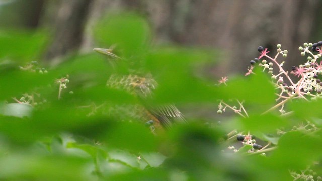 American Robin - ML623151934