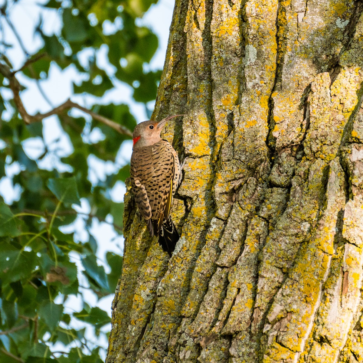 Northern Flicker - ML623151953