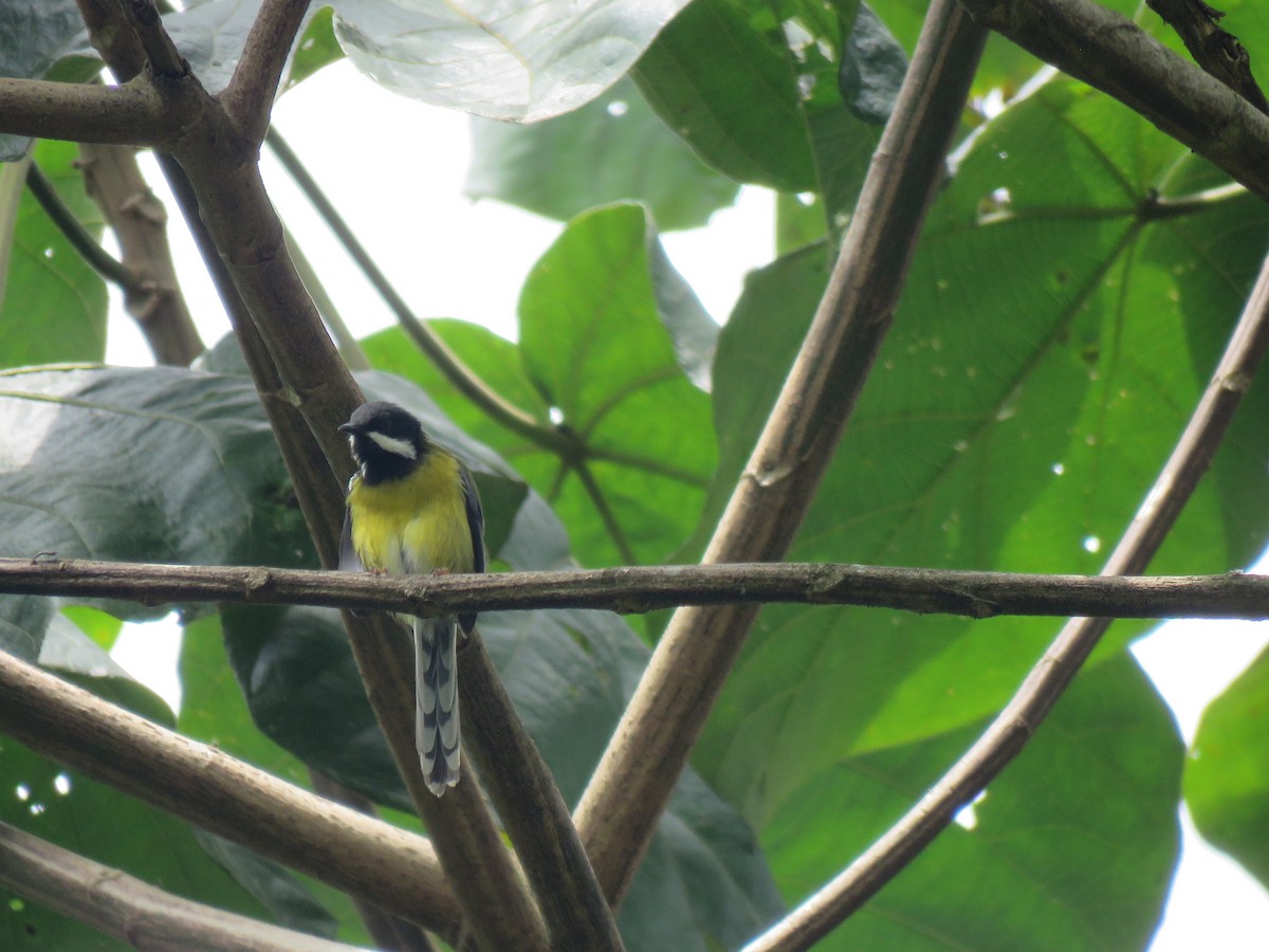 Black-throated Apalis - ML623152046