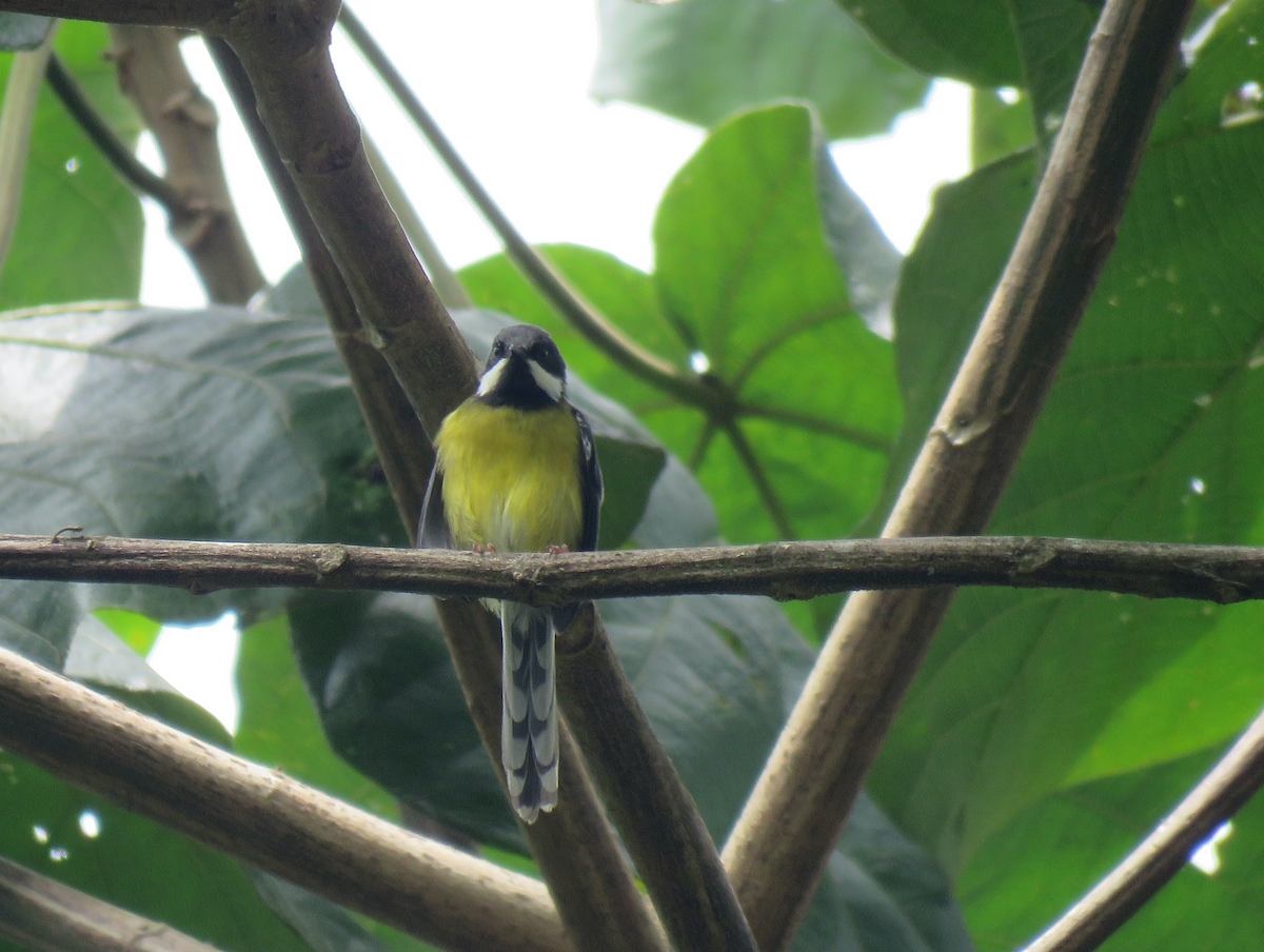 Black-throated Apalis - ML623152049