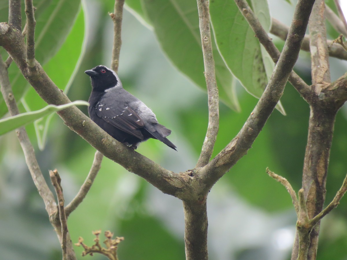 Gray-headed Nigrita - Beniamino Tuliozi