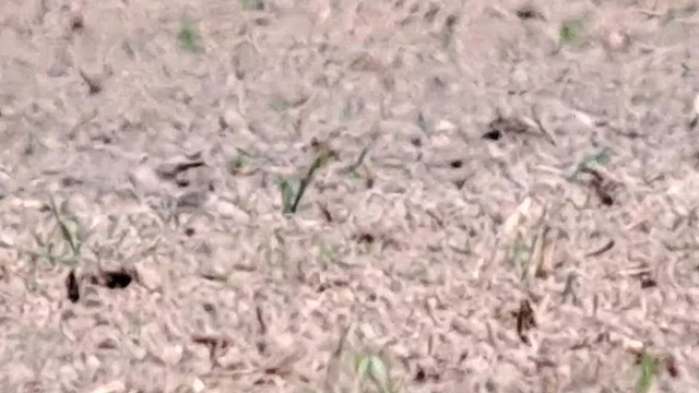 Buff-breasted Sandpiper - ML623152078