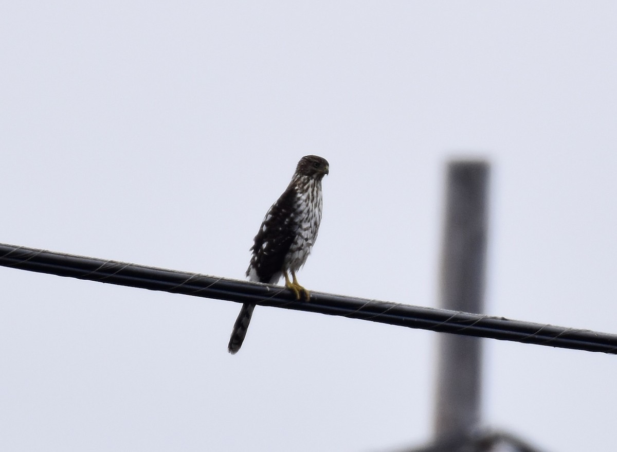 Cooper's Hawk - ML623152080