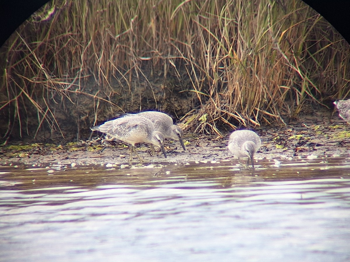 Red Knot - ML623152081