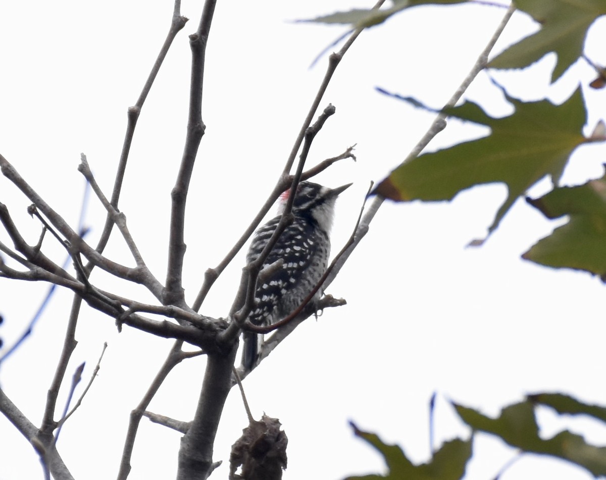 Nuttall's Woodpecker - ML623152085