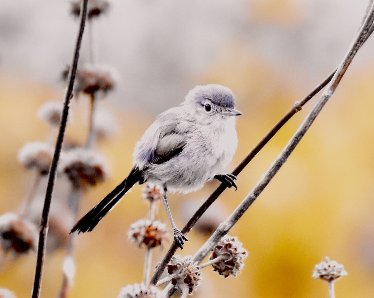 California Gnatcatcher - ML623152102