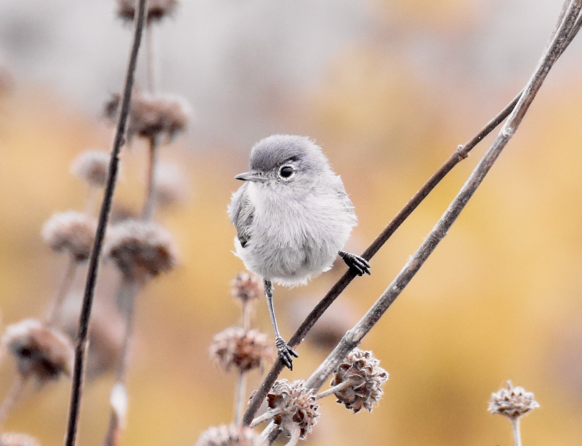 California Gnatcatcher - ML623152105