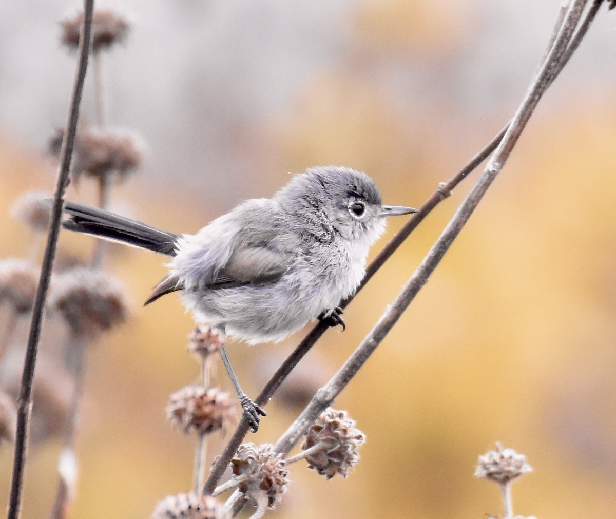 California Gnatcatcher - ML623152116