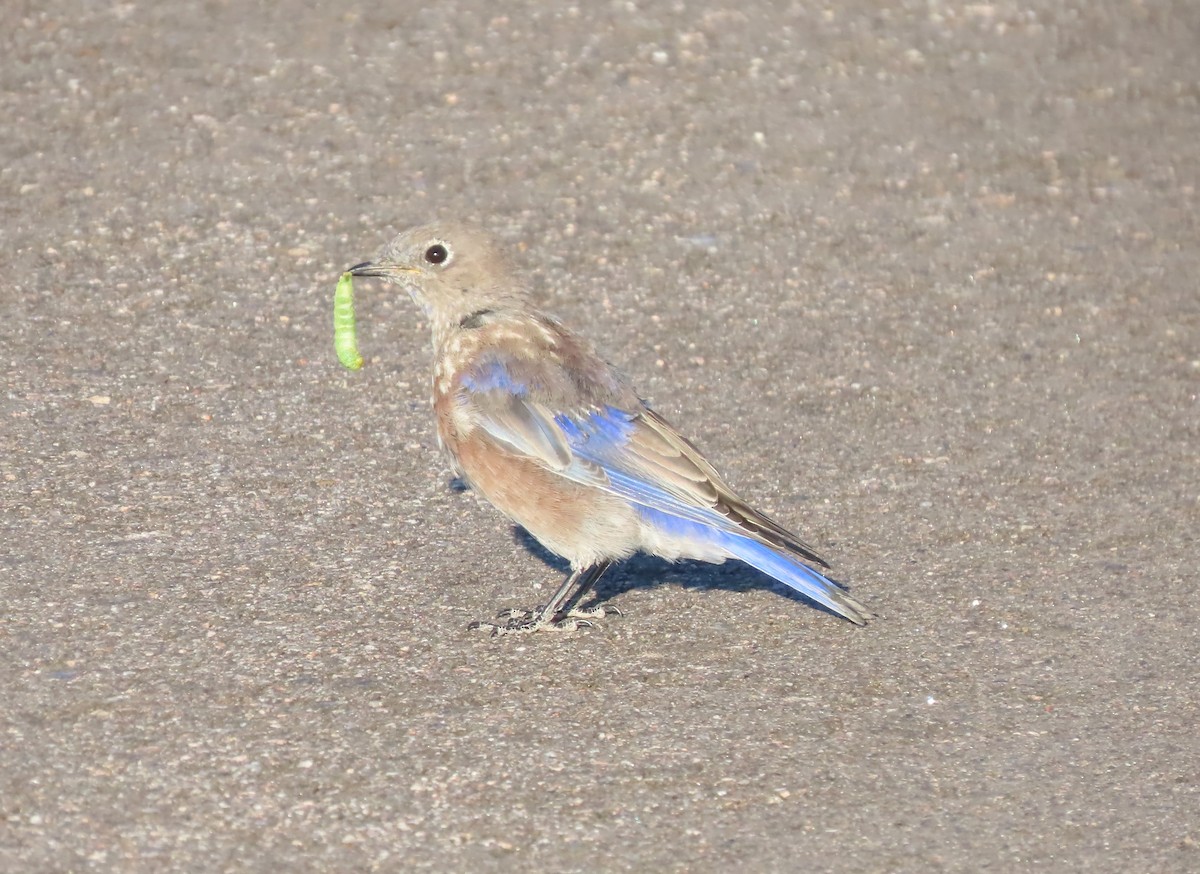 チャカタルリツグミ - ML623152134