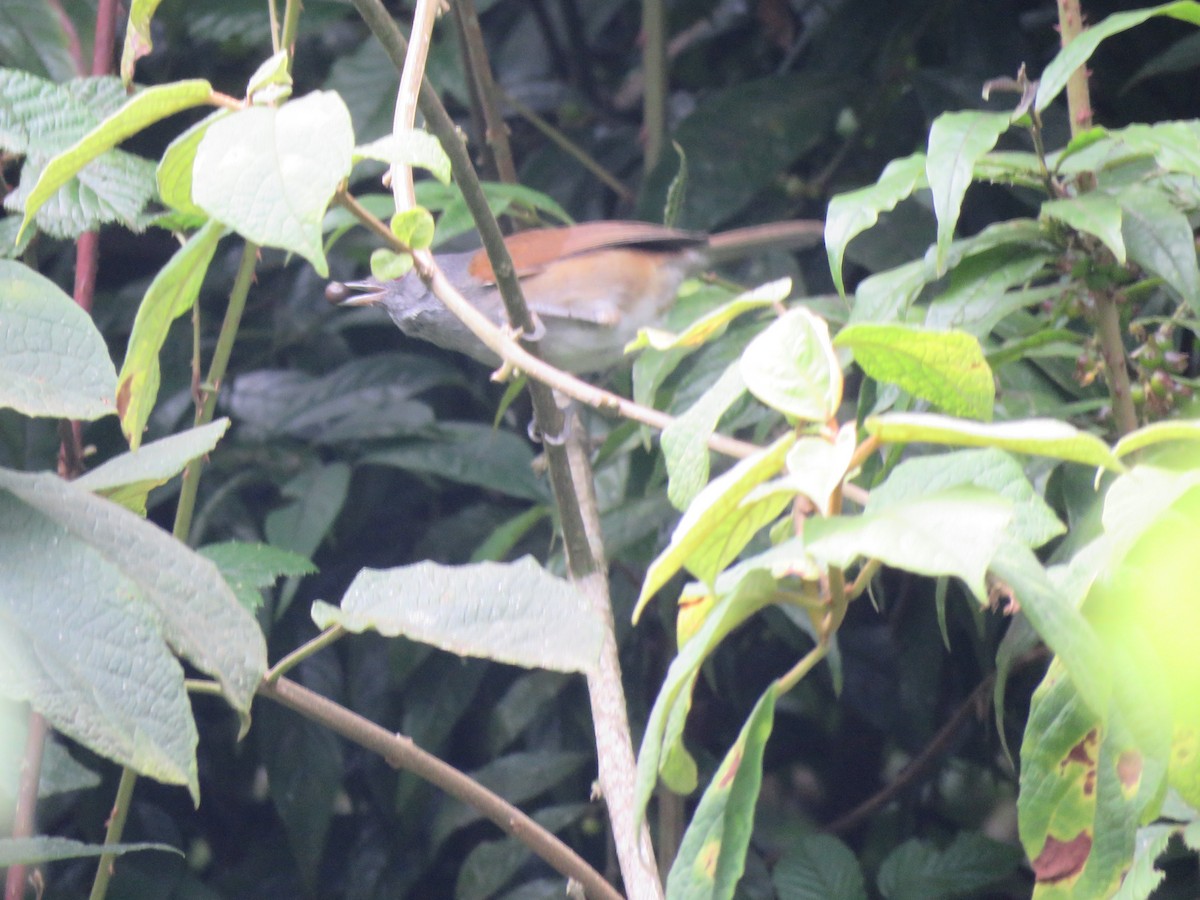 African Hill Babbler - Beniamino Tuliozi