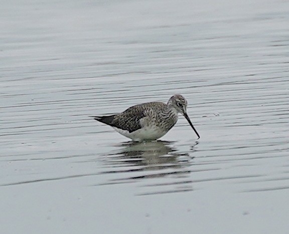 Greater Yellowlegs - Ryan Serio