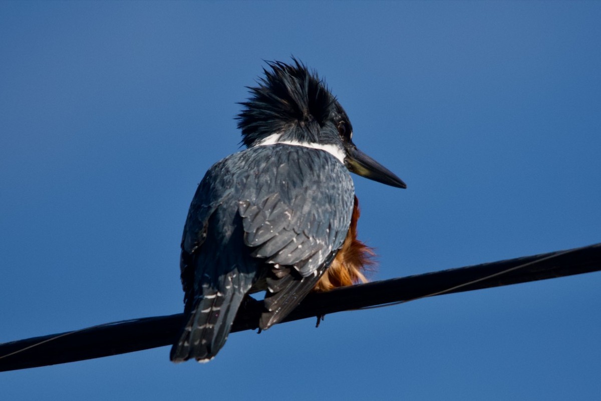 Ringed Kingfisher - ML623152262