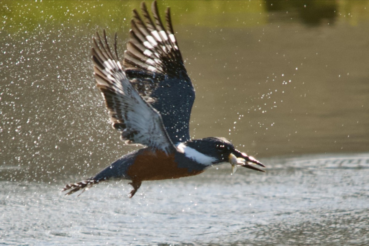 Ringed Kingfisher - ML623152263