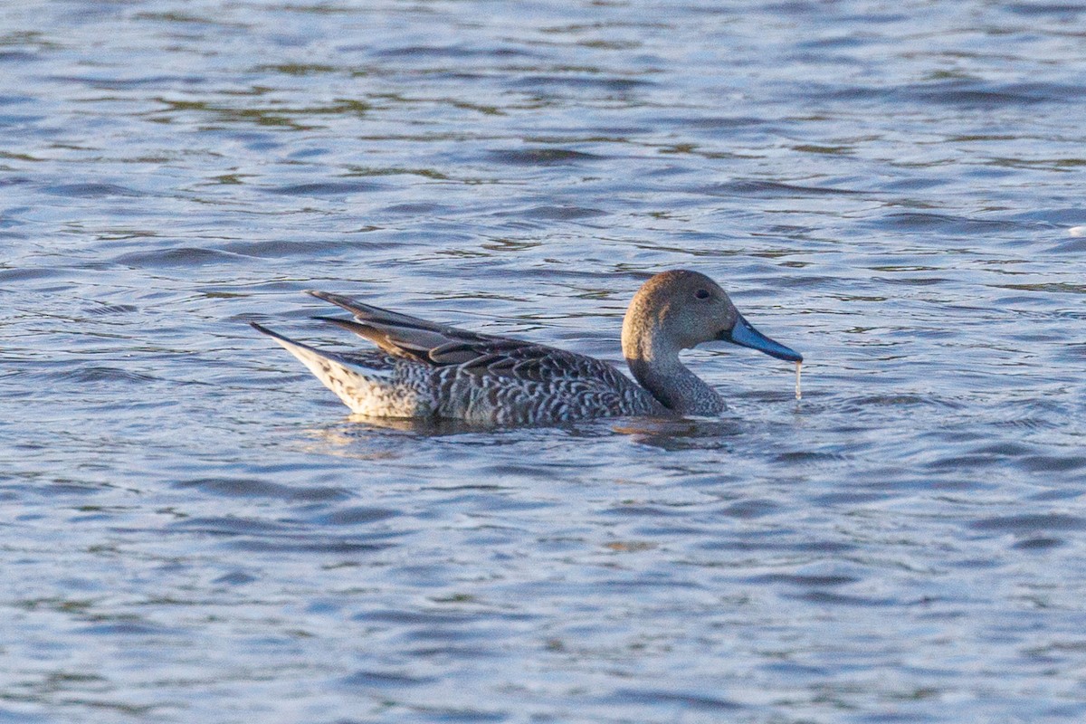 Canard pilet - ML623152309