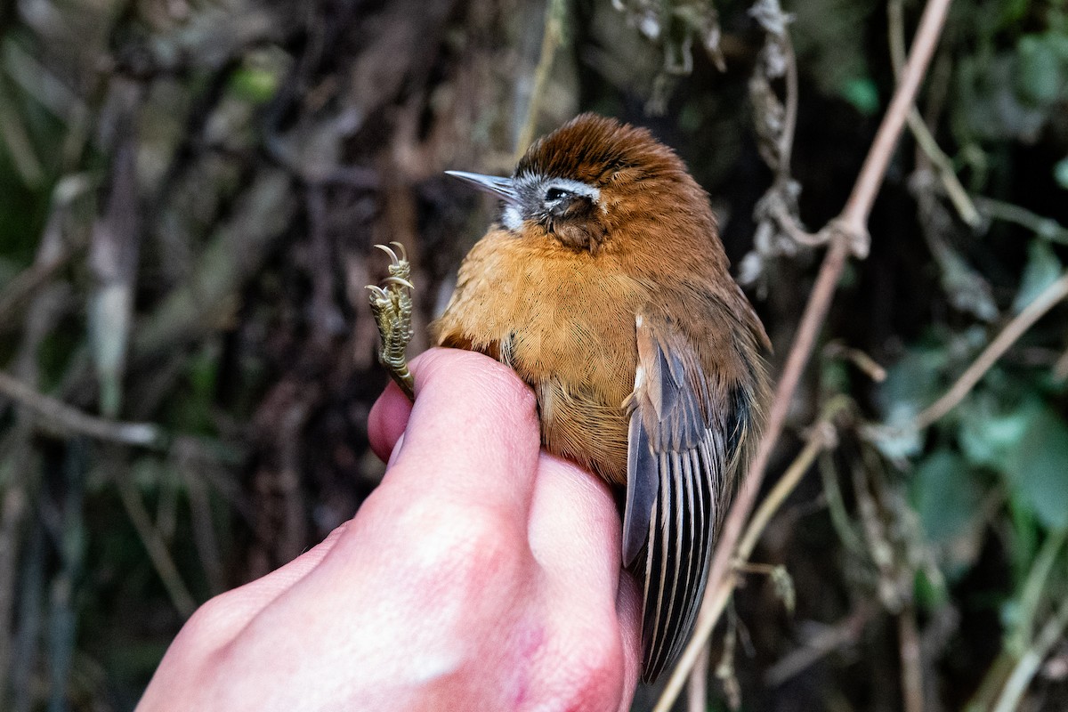 White-browed Spinetail - ML623152369