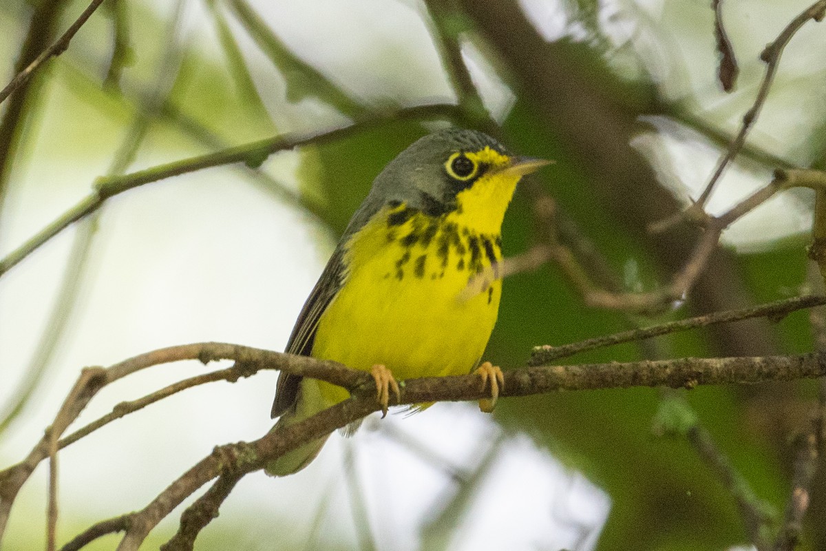 Canada Warbler - ML623152396