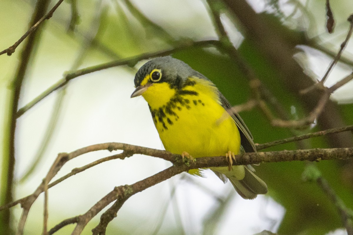 Canada Warbler - ML623152397