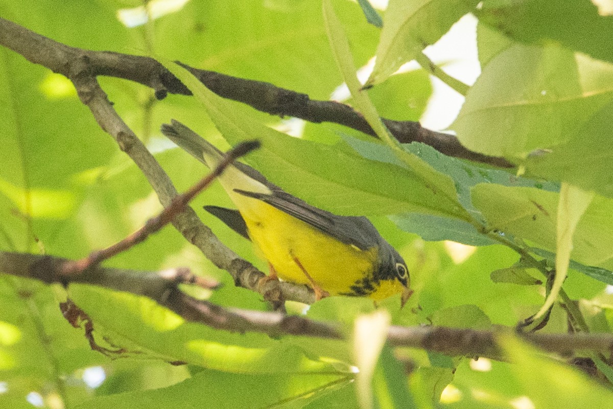 Canada Warbler - ML623152406