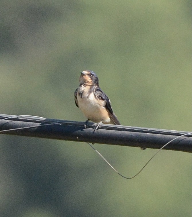 Golondrina Común - ML623152500