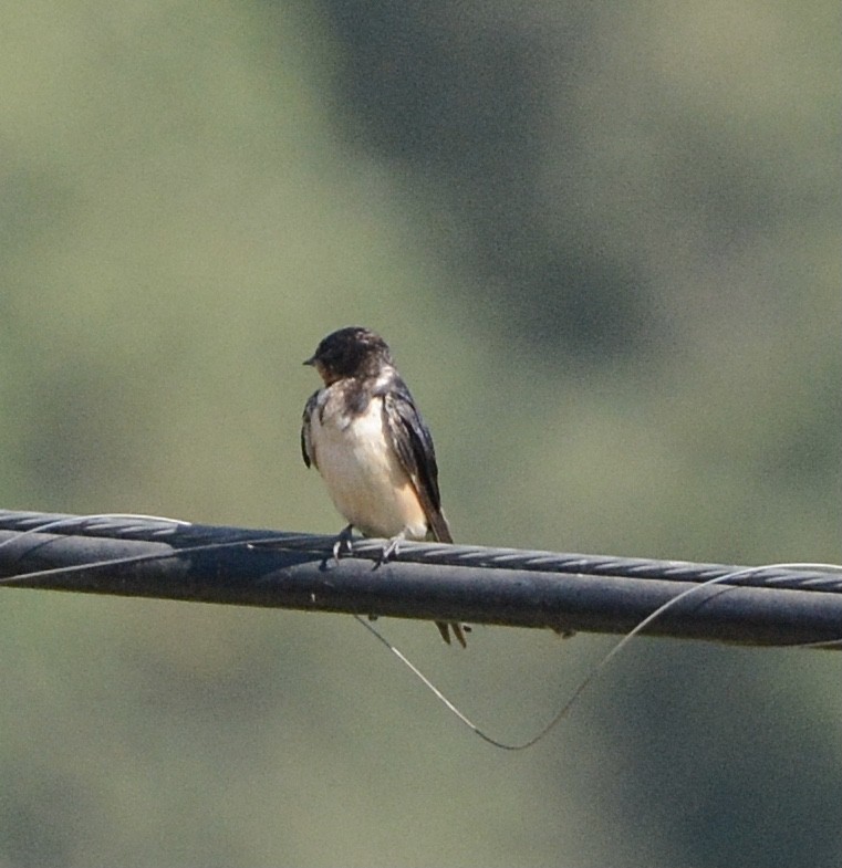 Golondrina Común - ML623152501