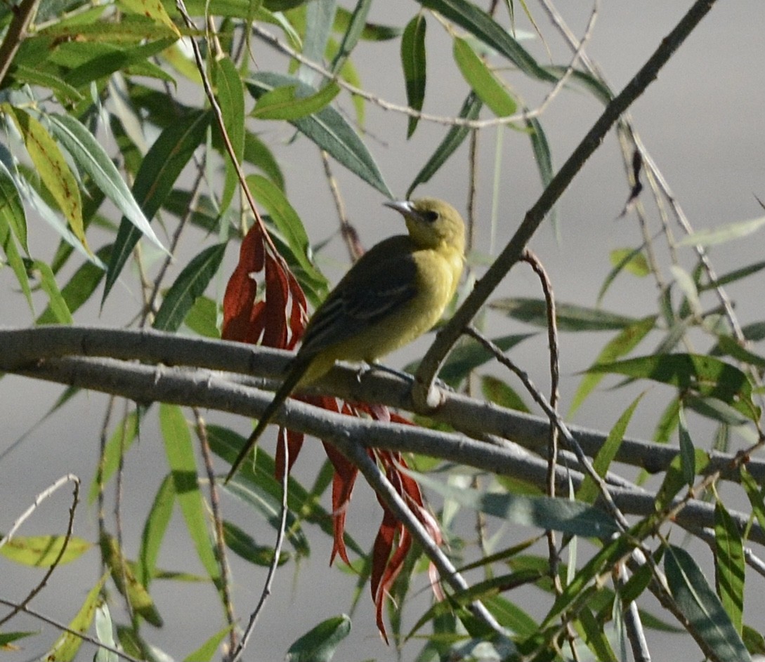 Hooded Oriole - Jim Margitan