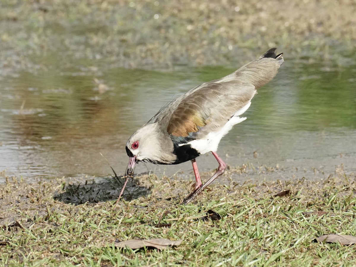 Southern Lapwing - Thane Pratt