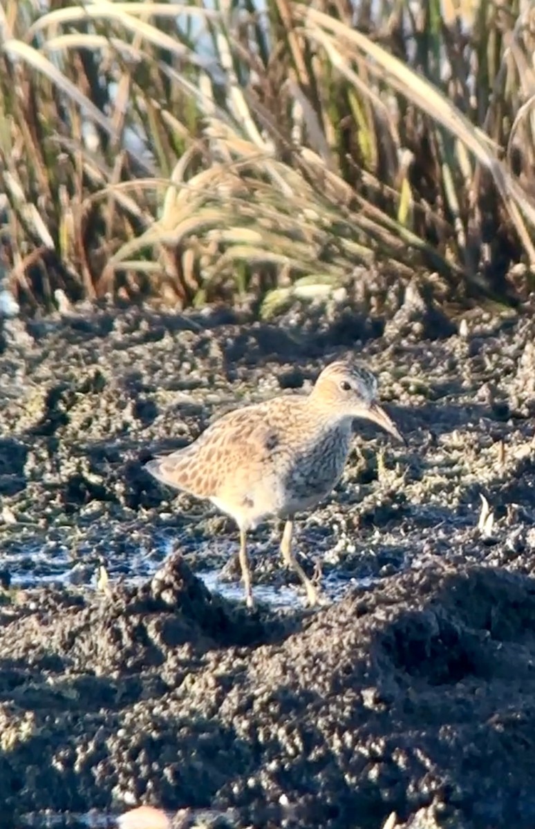 Pectoral Sandpiper - Soule Mary