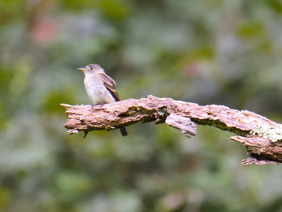 Eastern Wood-Pewee - ML623152549