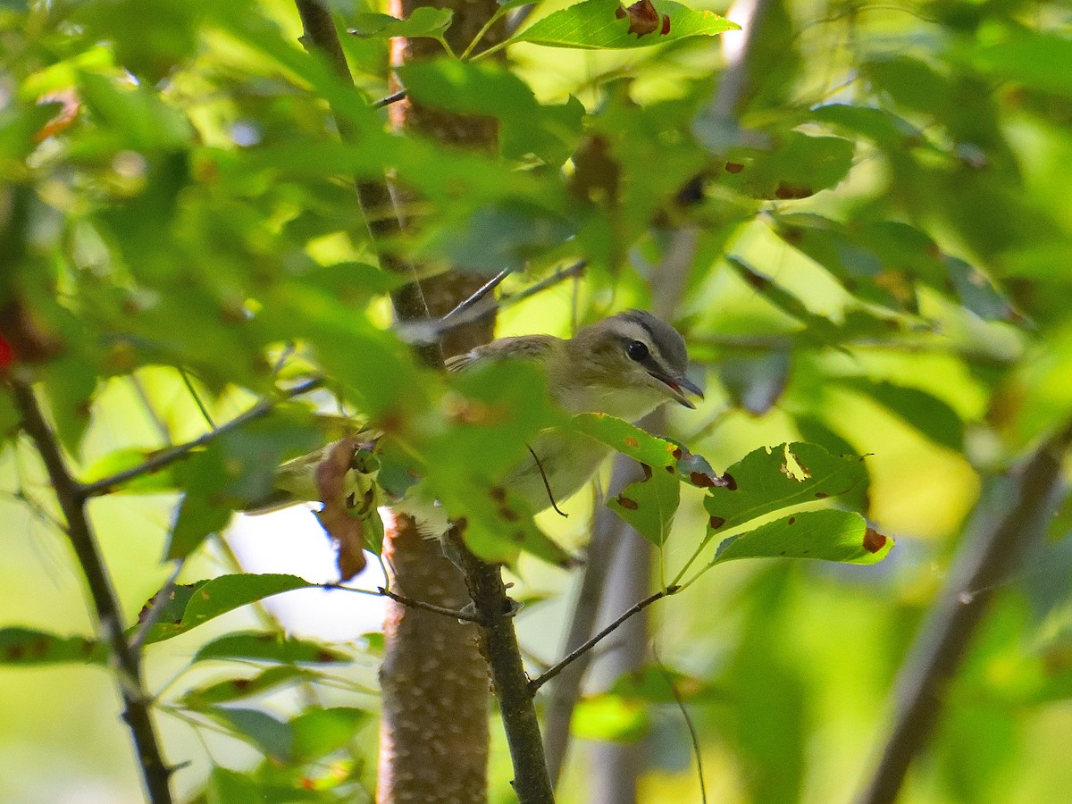 Red-eyed Vireo - ML623152577