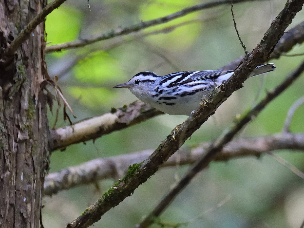 Black-and-white Warbler - Mark Horning