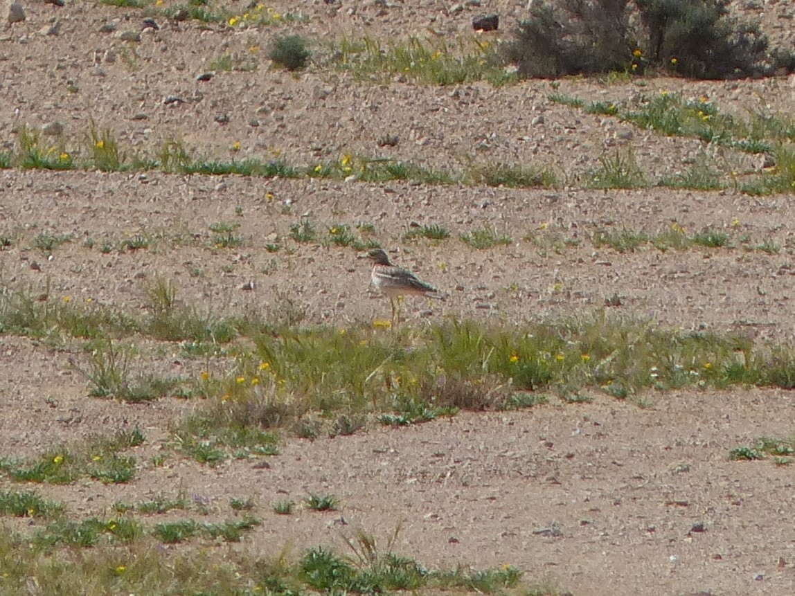 Eurasian Thick-knee - ML623152599