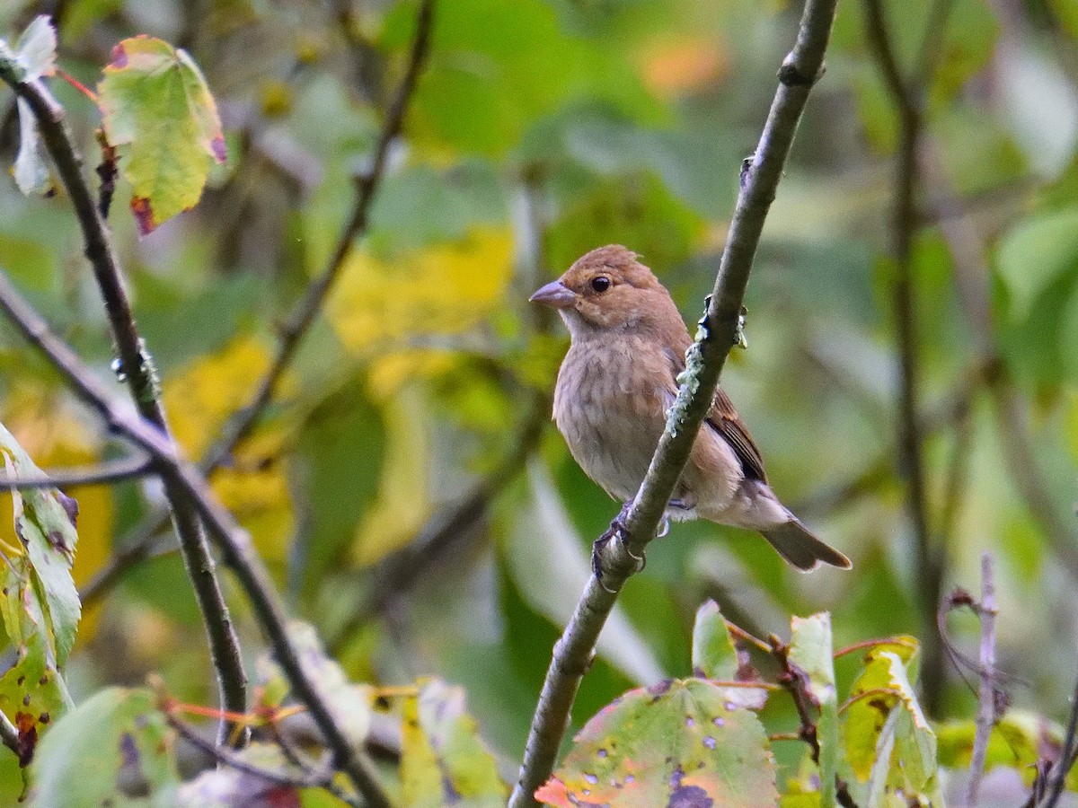 Indigo Bunting - ML623152607