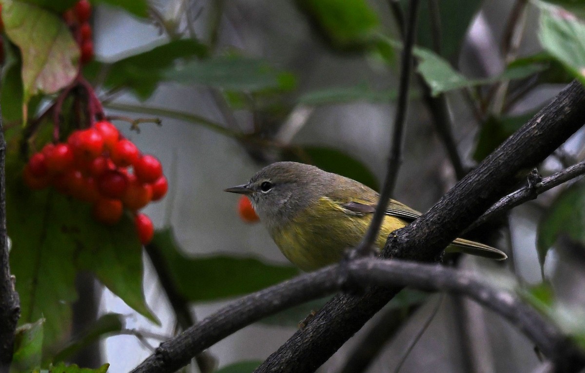 Orange-crowned Warbler - ML623152655