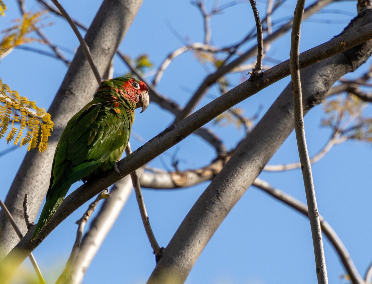 Conure mitrée - ML623152709