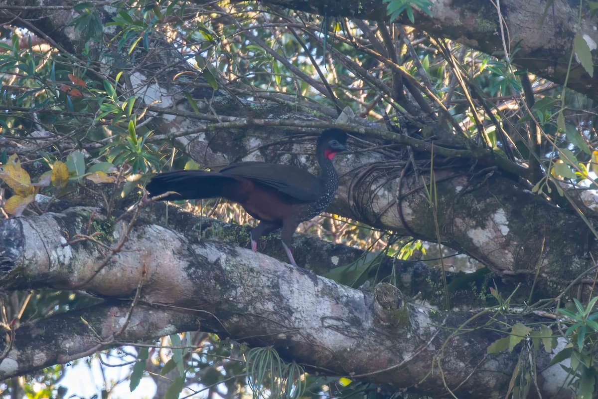 Crested Guan - ML623152713